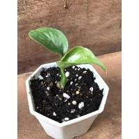 ราคา มอนสเตอร่า ไจแอนท์monsteraลุ้นด่างเพาะจากเมล็ดใบกาง2ใบ (12417036448)