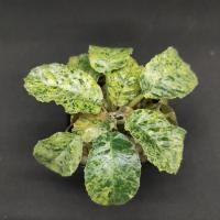 ราคา มะพร้าวทะเลทรายใบกลมด่าง(dorstenia foetida var.) (17270253401)