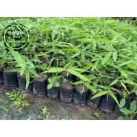 ราคา ต้นไผ่ซางหม่น เพาะเมล็ด เสียหายเคลมฟรี (20089627729)