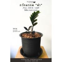 ราคา กวักมรกตดำ ส่งฟรี พร้อมกระถาง (9554740904)