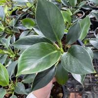 ราคา ฟิโลเดนดรอน กรีนปริ๊นเซส (Philodendron green princess) กระถาง 6 นิ้ว (4696028788)