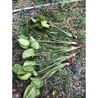 ราคา ต้นพัดโบก ไม้มงคล กิ่งตัดสด คละไซร์ (10324988726)