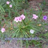 ราคา เมล็ดพันธ์ุฟ้าปะทานพร(ต้อยติ่งฝรั่ง)คละสี 100 เมล็ด (2065943251)