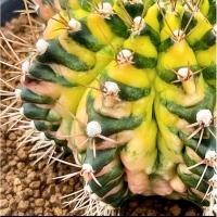 ราคา ลูกT-Rex Sepia A-รูปแม่ในภาพ(มีหน่อเดียว)ขนาด4.0Cm (28069184763)