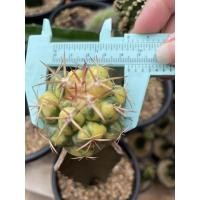 ราคา แคคตัส ช้างด่าง ไม้กราฟ (15004492980)