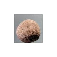 ราคา Antig Pim 244 เครื่องรางของขลัง ลูกอม เนื้อผงสีออกชมพู (นิยม) หลวงพ่อพริ้ง วัดบางปะกอก (21191988705)