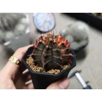 ราคา ❌Sold​ Out❌แคคตัส​ ยิมโนคาลิเซียมไม้ด่างหัวสี​ GYMNO​ CALYCIUM​ CACTUS (10108268033)