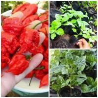 ราคา ต้นกล้าพริกแคโรไลน่า รีปเปอร์ - Carolina Reaper pepper พริกที่เผ็ดที่สุดในโลก (3272902696)