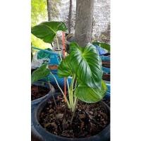 ราคา เสน่ห์จันทร์ขาว เสน่ห์จันทร์ขาวไม้มงคล (17431464140)