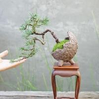 ราคา ♥︎ | บอนไซ สนทะเล ⋆˚ ˚⋆ ((พร้อมส่ง✅)) มีวิธีการดูแล+ปุ๋ยแถมไปให้ค่ะ〰️ (28874767078)