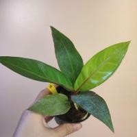 ราคา ต้นโชคเก้าชั้นด่าง Anthurium Renaissance เมล็ดโชค โชค9ชั้น ด่างขาว ด่างชมพู ด่างเหลือง แข็งแรง รากเดิน (11347866664)