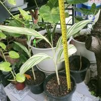 ราคา ข่าด่างเหลืองด่างสวยลายเทพเลยค่ะ (9183147016)