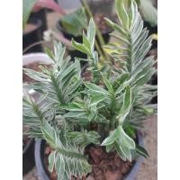 ราคา บันไดสวรรค์ด่าง บันไดเศรษฐีด่าง (11739878499)