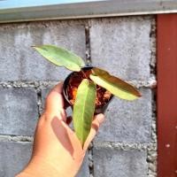 ราคา ฟิโลเดนดรอน อาทาบา Philodendron Atabapoense (ต้นตรงปก) (24208401813)