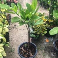 ราคา ต้นพุดเศรษฐีสยาม ขนาดสูง 60 ซม. (1ต้น) ราคา 220 บาท (4337811415)