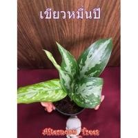 ราคา ต้นเขียวหมื่นปี (ไม้ร่ม) 1ต้นก็ส่งค่ะ ขนาด 3 นิ้ว (4235109654)