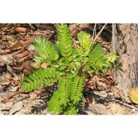 ราคา ต้นปลาไหลเผือกเป็นยาไม้รากเดียว ต้นปลาไหลเผือนกหรือโสมเทวดา หรือพญานาคราช ต้นละ 89 บาท คะนาง,ขะนาง,ไหลเผือก,ตุงสอ (25572648394)