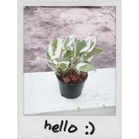 ราคา ต้นพลูด่างงาช้าง ต้นไม้ฟอกอากาศ ต้นไม้ปลูกในห้องนอน ส่งพร้อมกระถางขาว จานรอง (4853010337)