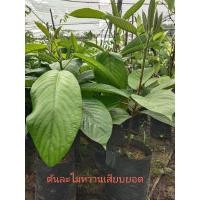 ราคา ต้นละไมหวานเสียบยอด/ผลไม้หายาก (6156975654)