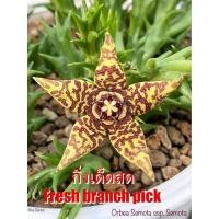 ราคา เก๋งจีน Orbea Semota ssp. Semota *กิ่งเด็ดสด* แคคตัส ไม้อวบน้ำ Cactus and Succulent (20571374423)