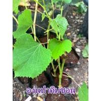 ราคา ขายพันธุ์องุ่นป่าคิมซอน ต้นองุ่นป่า โตเร็วคะ ตอบสนองต่อการเป็นต้นตอมาก ออกลูกเยอะมากๆค่า ขยายกิ่งก้านเร็วมากจ้า (25386465876)