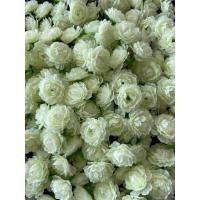 ราคา ดอกมะลิ หัวดอกมะลิวันแม่ สีขาวอมเขียว ดอกมะลิบาน ดอกหนาๆๆ มีรู ร้อยมาลัย เสียบได้ พร้อมส่ง ดอกมะลิปลอม มะลิผ้า (28153725773)