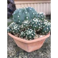 ราคา ต้นกระบองเพรช ฟอร์มกอ อิชินอปซิส cactus (3129267217)