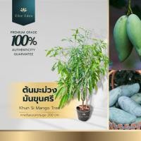 ราคา ต้นมะม่วงมันขุนศรี หรือ มะม่วงบางขุนศรี สูง 60-140 cm. (ต้นเล็ก)รสชาติเด่น 3 รสหวานมันเปรี้ยว (19381351534)