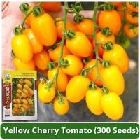 ราคา เมล็ดพันธุ์ มะเขือเทศ เชอรี่ สีเหลือง บรรจุ 250 เมล็ด Gold Yellow Cherry Tomato Seed มะเขือเทศเชอรี่ เมล็ดผลไม้ (26659462654)