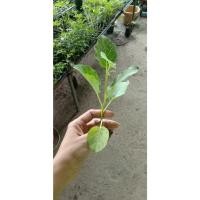 ราคา ต้นกล้ามะเขือเปราะดาวขาว ผลดก กรอบ อร่อย พร้อมปลูก กล้าละ 10 บาท ซื้อ 10 แถม 2 (18194499377)