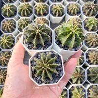 ราคา ยิมโนแอลบีไฮบรีด Gymnocalycium LB2178 Hybrid (เป็นราคาต่อต้นน้า) NZ2X (20371014380)