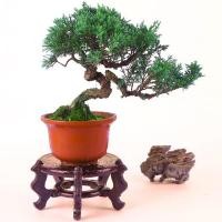 ราคา สนฮิโนกิถูกที่สุด25บ.เมล็ดพันธุ์บอนไซสนฮิโนกิ10-60 เมล็ดปลูกง่ายโตไวทำบอนไซสวย (13124726794)