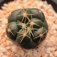 ราคา ต้นแคคตัส ช้าง (Coryphantha) (5277990983)