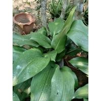 ราคา ว่านมหาโชค#ว่านวักนางพญามหาเศรษฐี (3681192588)