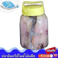ราคา ไต๋ฮ๊อด ปลาอินทรีย์เค็มในน้ำมันพืช (เล็ก) 320กรัม 1กระปุก ปลาอินทรีย์เค็ม ปลาอินทรีย์น้ำมัน ปลาเค็ม (8166129181)