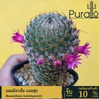 ราคา ต้นกระบองเพชร แมมมิลาเลีย แมมฮุย mammillaria huitzilopochtli #mammillaria #cactus #แคคตัส (4743860643)