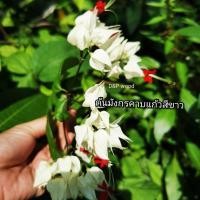 ราคา ต้น​มังกร​คาบ​แก้ว_​สี​ขาว​ (10637568537)