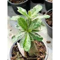 ราคา ชวนชม ใบด่างหินอ่อน ดอกชมพู (10338381357)