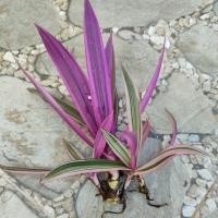 ราคา เพชรสายรุ้ง กาบหอยแครงด่างชมพู (23847925519)