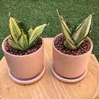 ราคา ++ ลิ้นมังกรแคระ ++ ไม้ฟอกอากาศ ++ ลิ้นมังกร ++กระถางดินเผาขาวธรรขนาด 3.3 นิ้ว พร้อมจานรอง ++ #Hahnii #ลิ้นมังกรแคระ (7332594465)