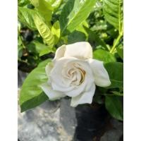 ราคา ต้นพุดซ้อน(พุดอินถวา)กลิ่นหอม (25944253441)