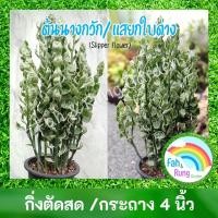 ราคา ต้นนางกวัก/แสยกใบด่าง/ต้นกวักเงินใบด่าง/กวักเงินกวักทอง (19863250862)