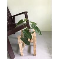 ราคา ต้นฟิโลเดรนดอน มรกตหยก ต้นไม้ฟอกอากาศ ต้นไม้ปลูกในห้องนอน ต้นไม้ตั้งบนโต๊ะทำงาน (6744703368)