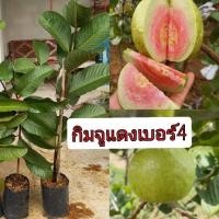 ราคา ต้นฝรั่งกิมจูแดง เบอร์4 (25509671979)