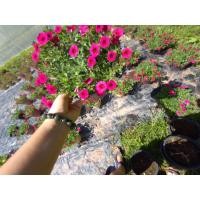 ราคา พิทูเนียฮาฟ,พิทูเนียเวฟ,พิทูเนียดอกจิ๋ว (5360687938)