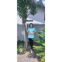 ราคา โปโลท้องถิ่นสีเขียวมิ้นลายไทยประยุกต์ (23582024205)