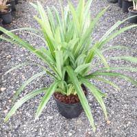 ราคา ต้นเตยหอม,เตยด่าง(เตยประดับ) (5500467337)