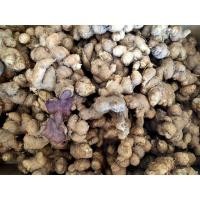 ราคา กระชายดำ(หัวว่านนำไปปลูกได้คะ) (3573290864)