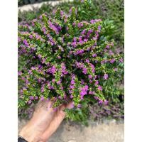ราคา ต้นหลิวไต้หวัน หลิวม่วงแคระ ดอกฟูๆต้นโตๆ มีต้นเล็ก,ต้นใหญ่ให้เลือก False Heather, Elfin Herb (26731552656)