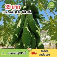 ราคา เมล็ดมะละกอพันธุ์ครั่ง 100 เมล็ด (29570331953)